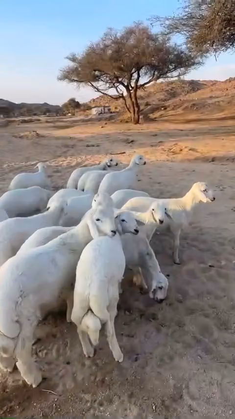 ابو غدير