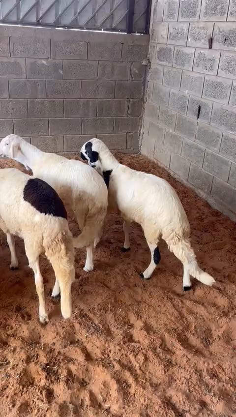 أبو شوق للذبائح
