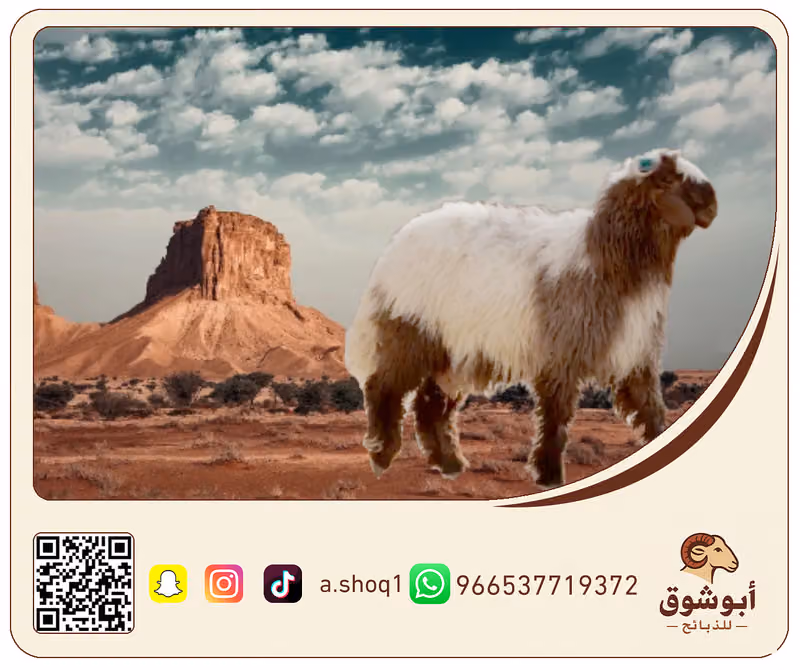 أبو شوق للذبائح