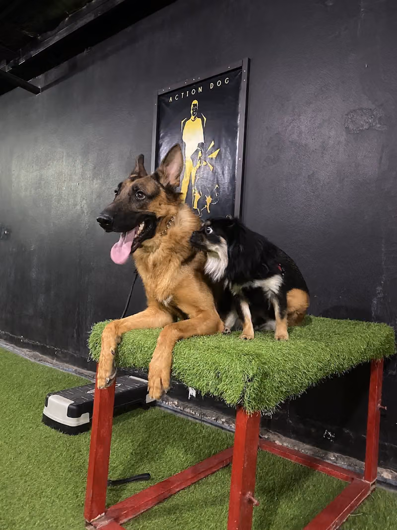 Action dogs Boarding And Training Services
