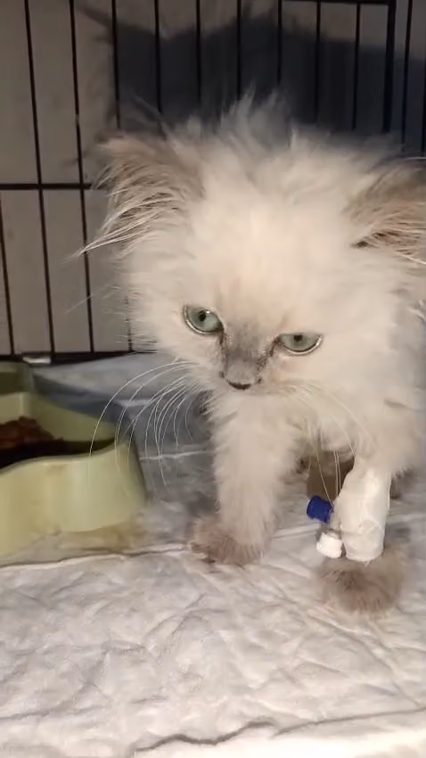 أفضل الحيوانات الأليفة Best Pet