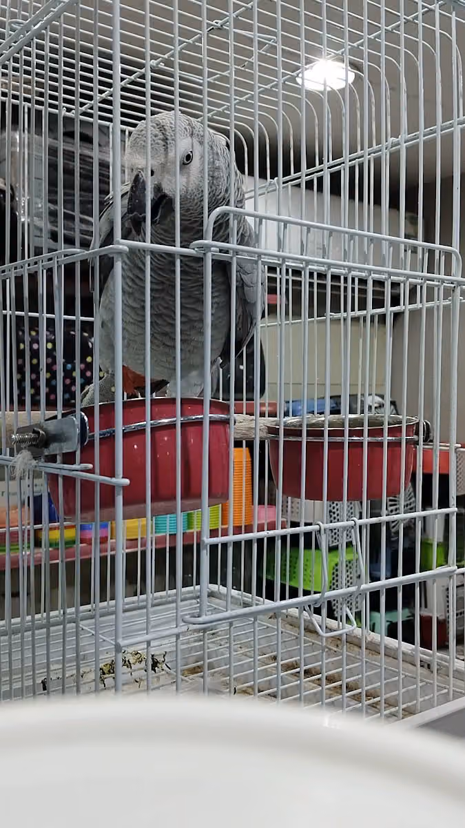 أفضل الحيوانات الأليفة Best Pet