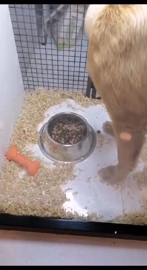 احتياجات الحيوان | pets needs {فرع لبن }