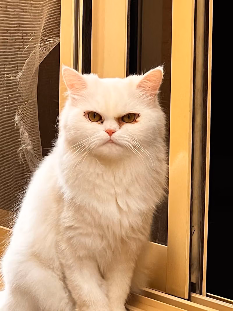 احتياجات الحيوان | Petsneeds { فرع الريان }