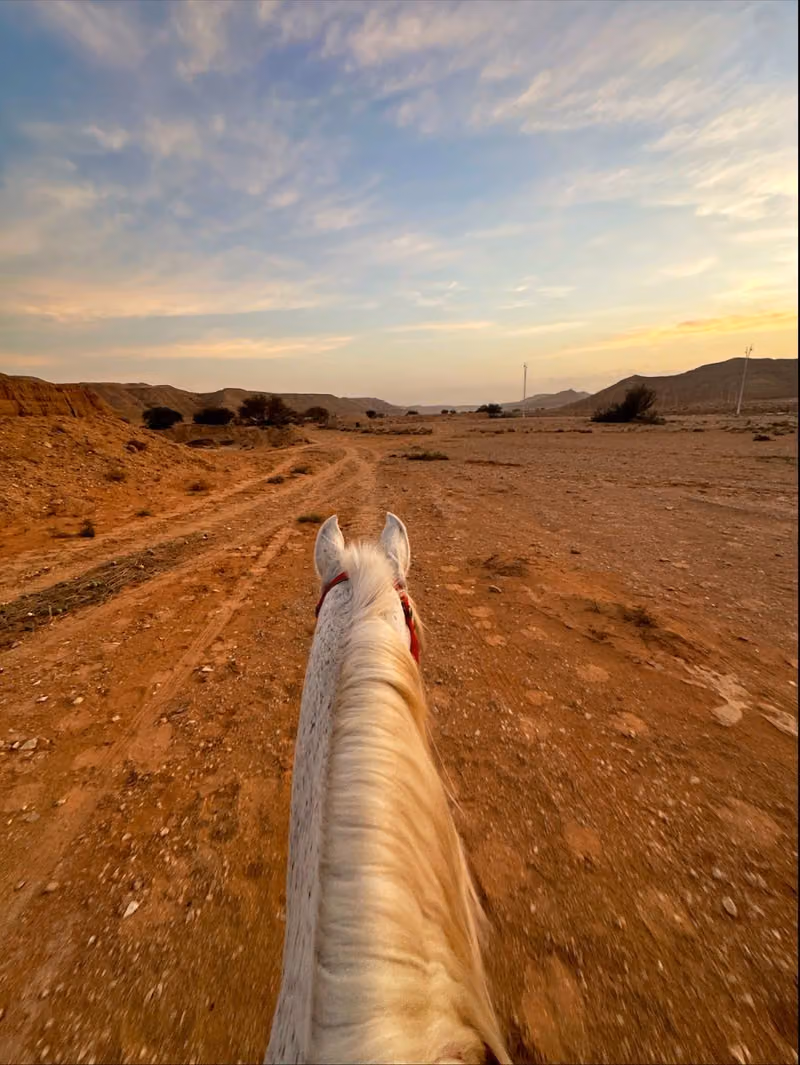 Al-Nakheel Stable (E D ACADEMY)