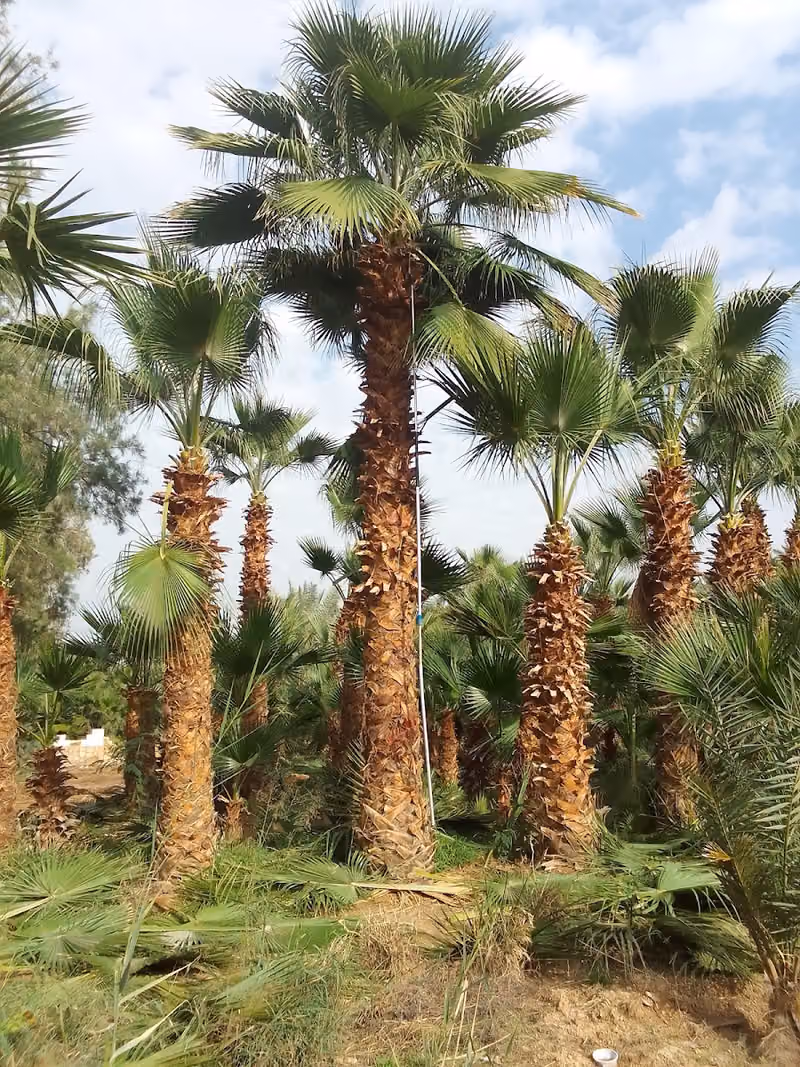 ALHOMOD FARM نخل ال حمود