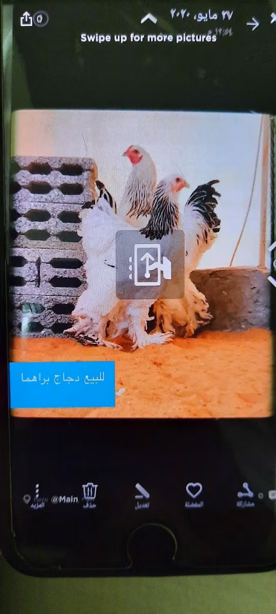الخالدي للبراهما