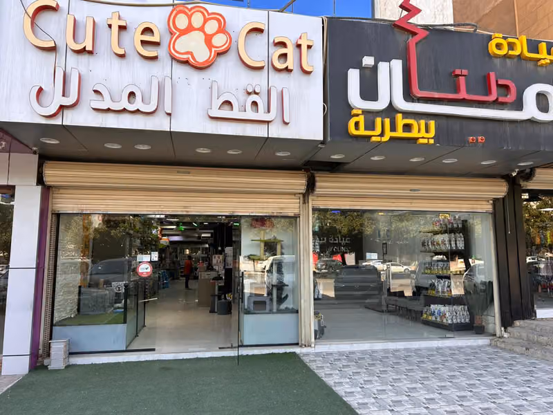 القط المدلل 2