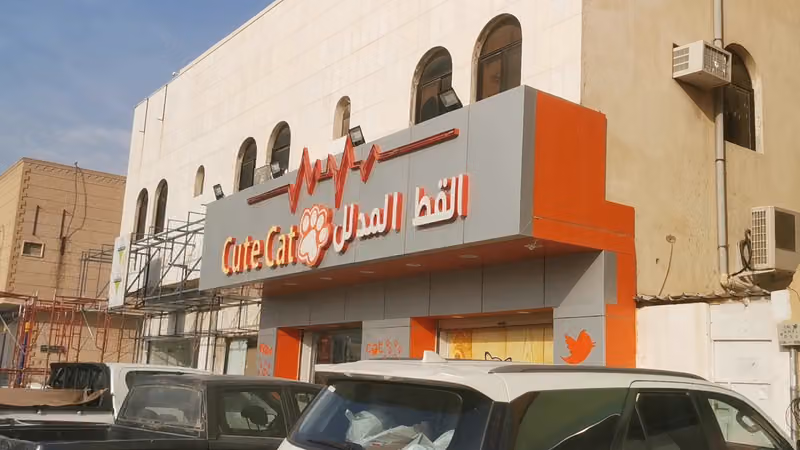 القط المدلل 2