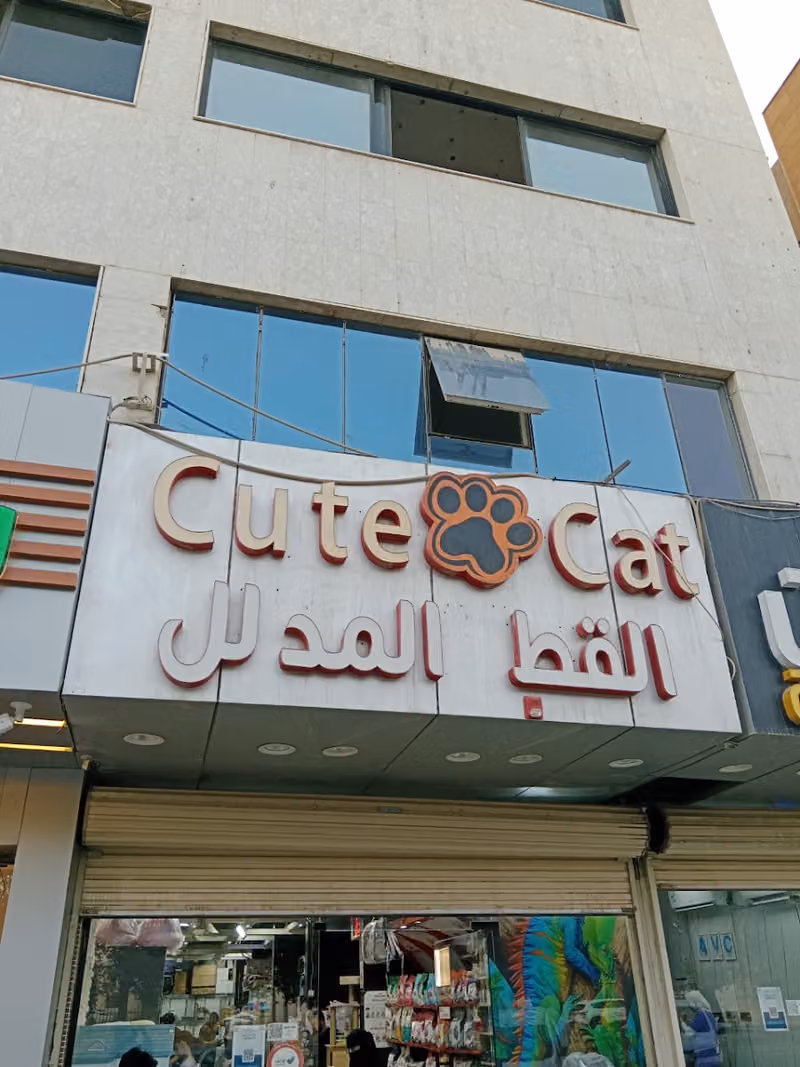 Cute Cat