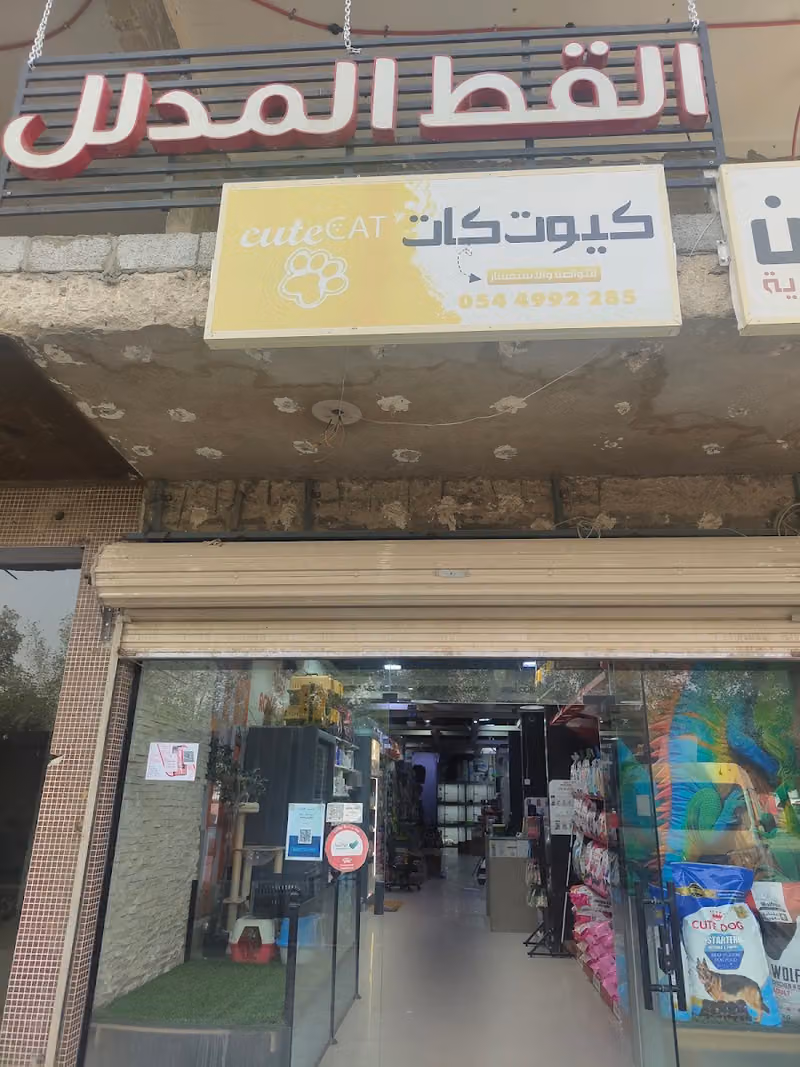 القط المدلل