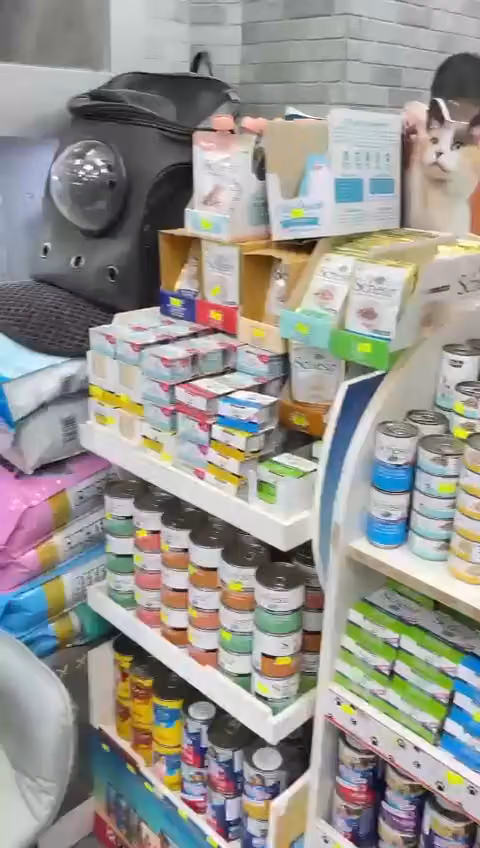 القط المدلل