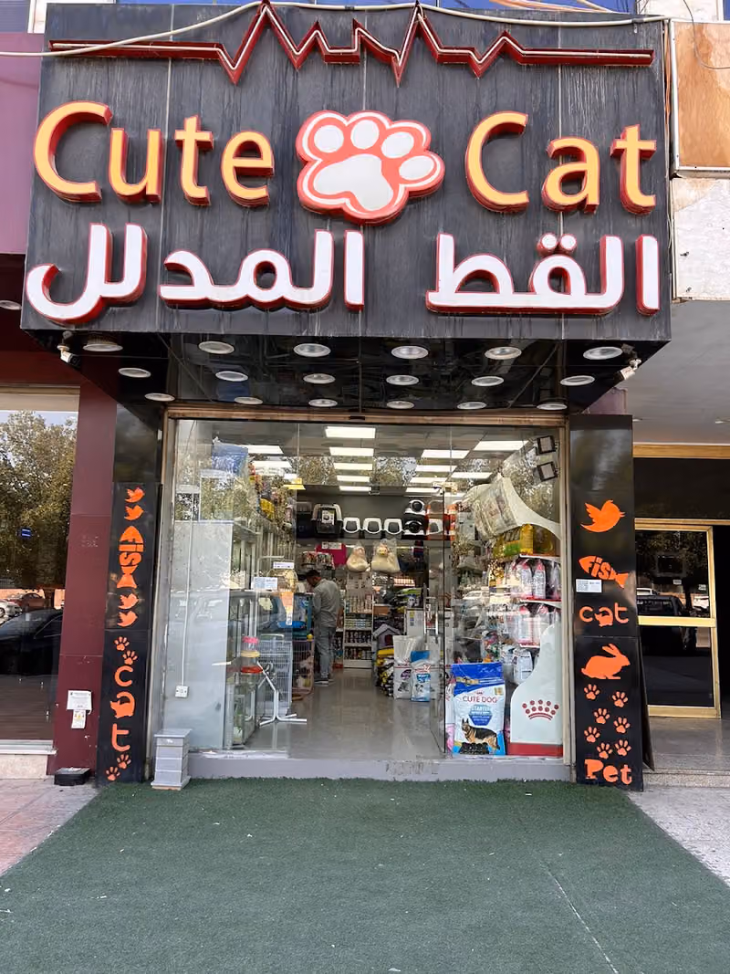 القط المدلل