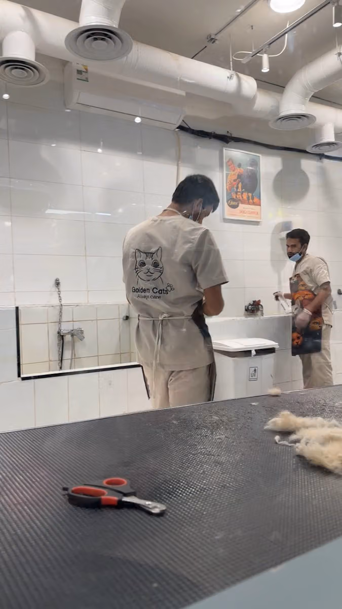 القطط الذهبية