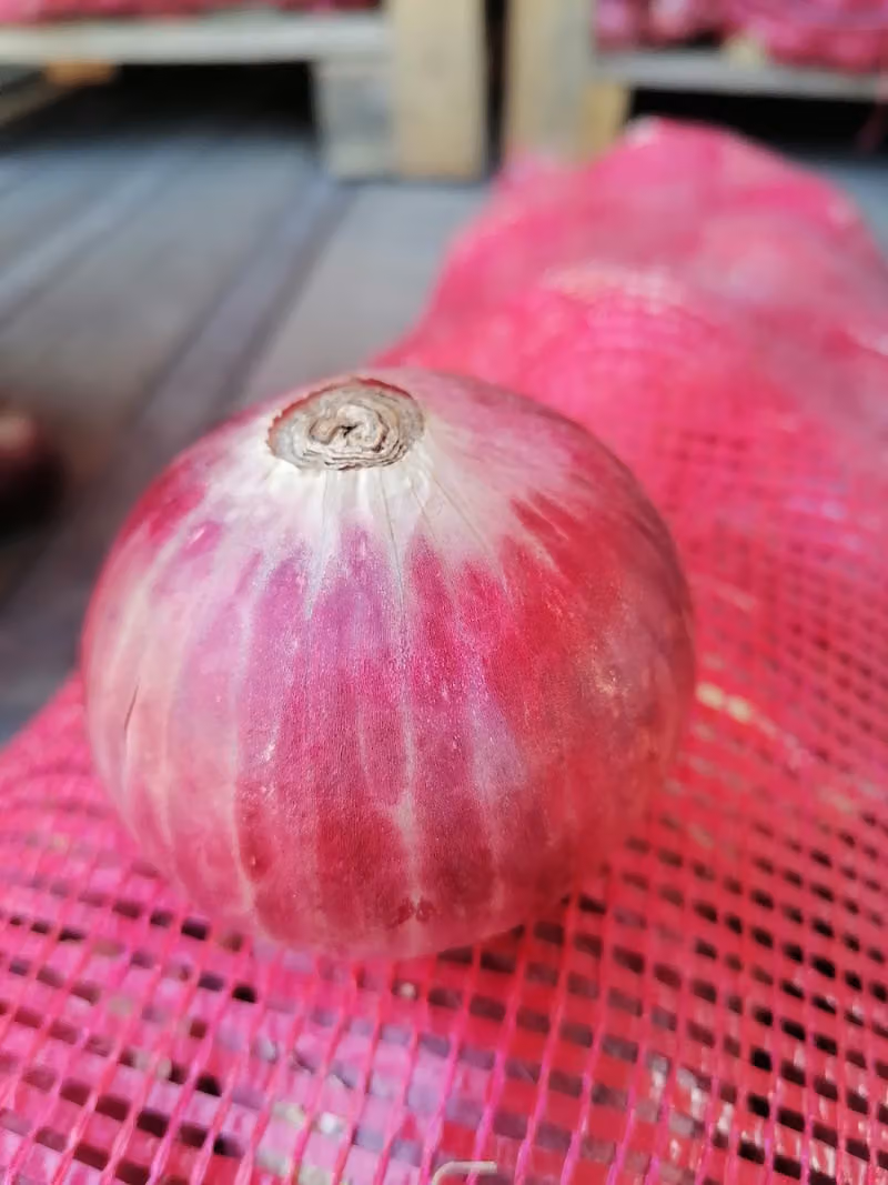 القيسي للخضار بالجملة