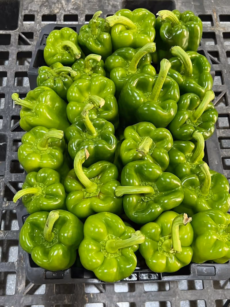 Hatf Agricultural Co