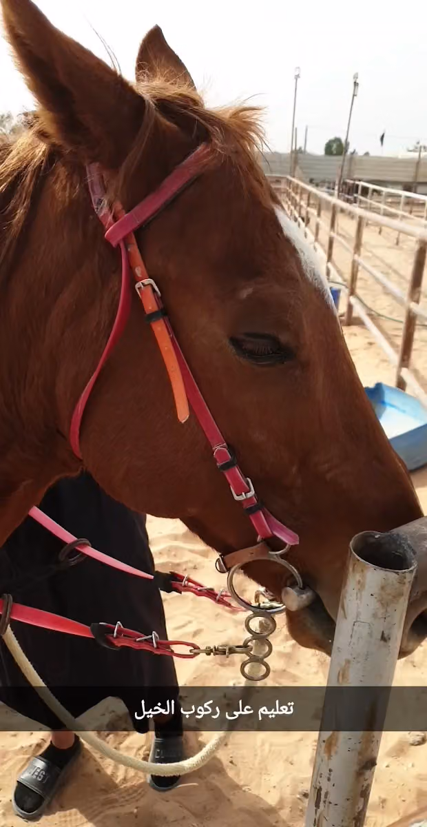 اسطبل أهل الخيل