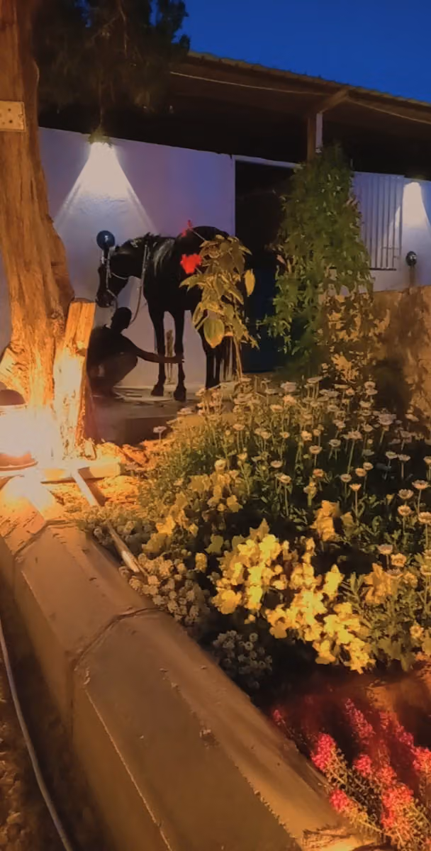 اسطبل بي ان للخيل العربية