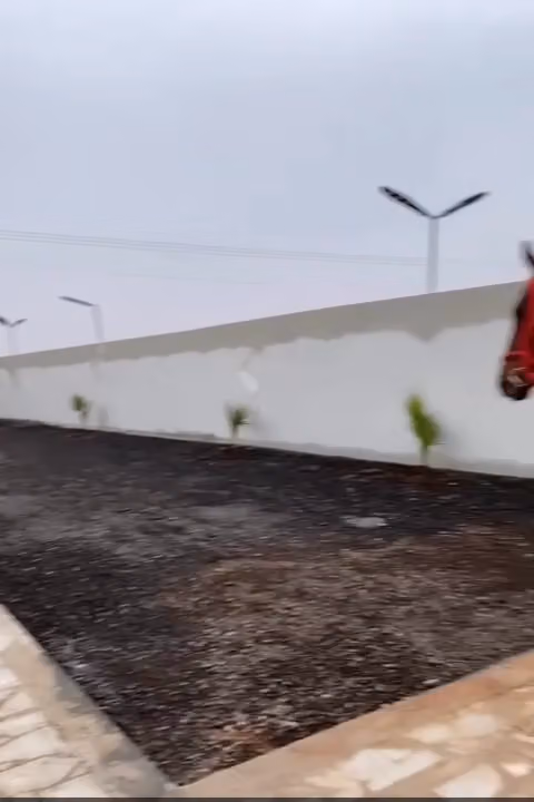 أسطبل كحيله