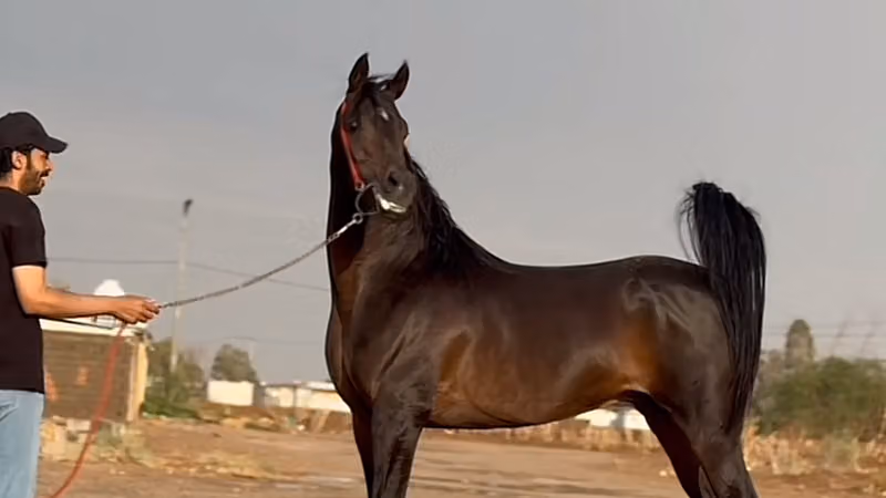 اسطبل نواصي تبوك للخيول العربيه