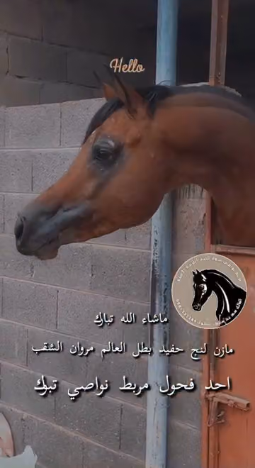 اسطبل نواصي تبوك للخيول العربيه