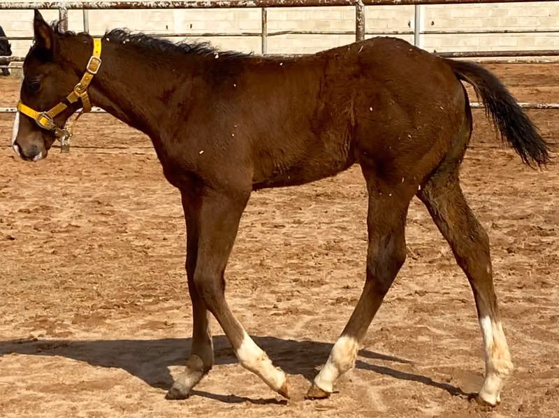 Bin Thunayan Stables