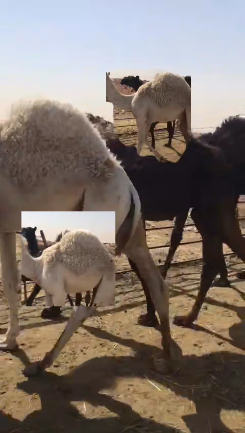 اسواق ومخابز التوت شارع عبدالله المويس