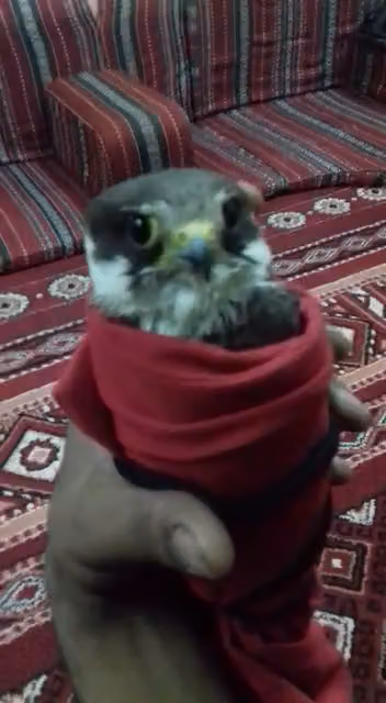 اوسلي