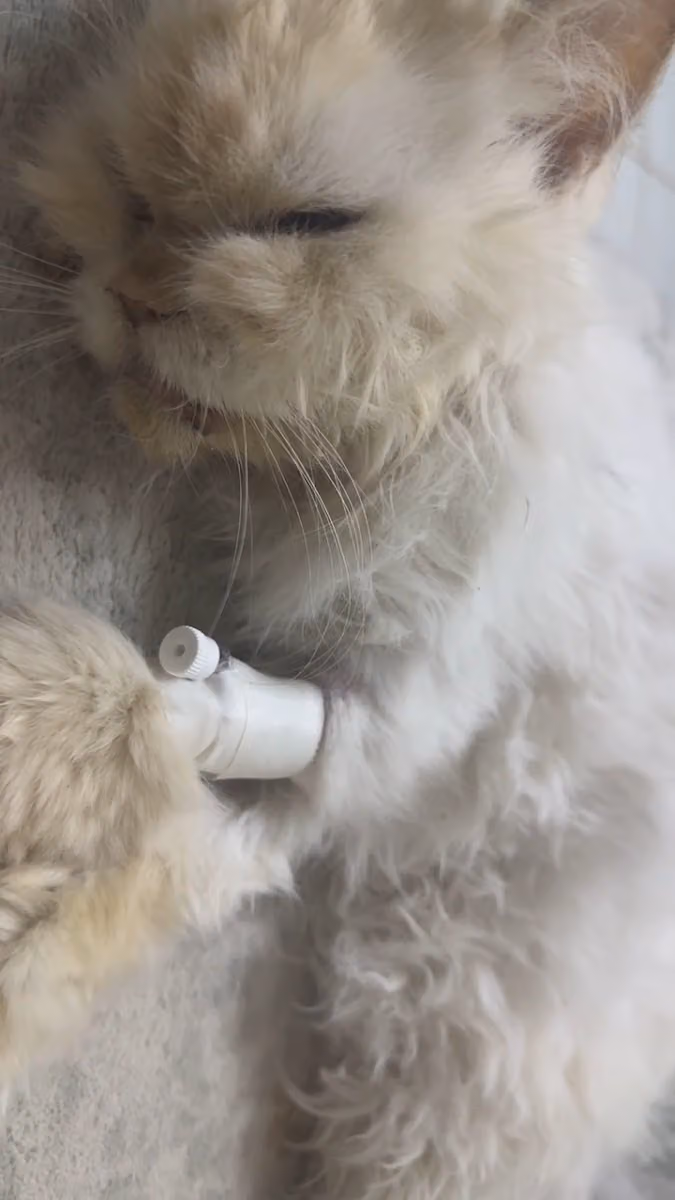 عيادة الفا بت البيطرية الأولية | ALPHA PET CLINIC
