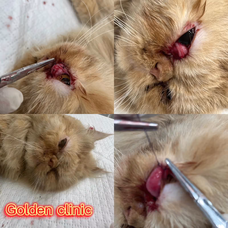 عيادة الحيوان الذهبي البيطرية -الخليج Golden vet clinic