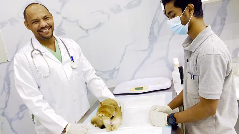 عيادة الحيوان الذهبي البيطرية -المونسيةGolden pets clinic