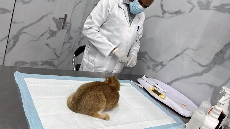 عيادة الحيوان الذهبي البيطرية -المونسيةGolden pets clinic