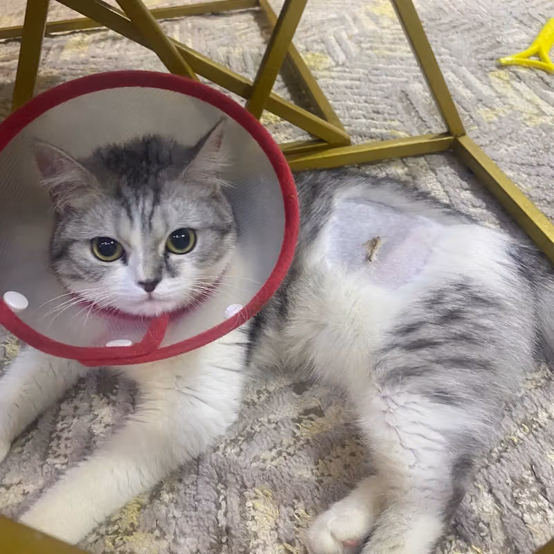 عيادة الحيوان الذهبي البيطرية -المونسيةGolden pets clinic
