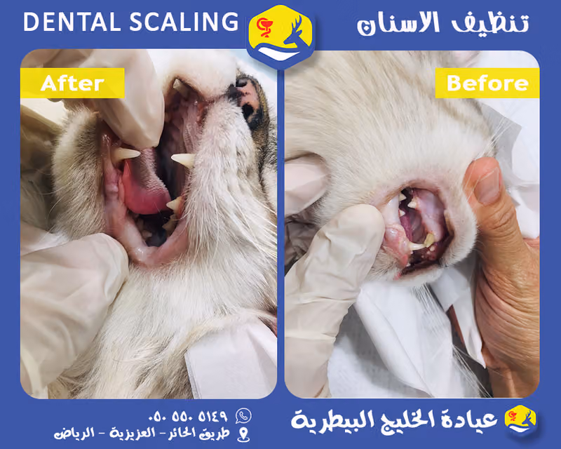 عيادة الخليج البيطرية