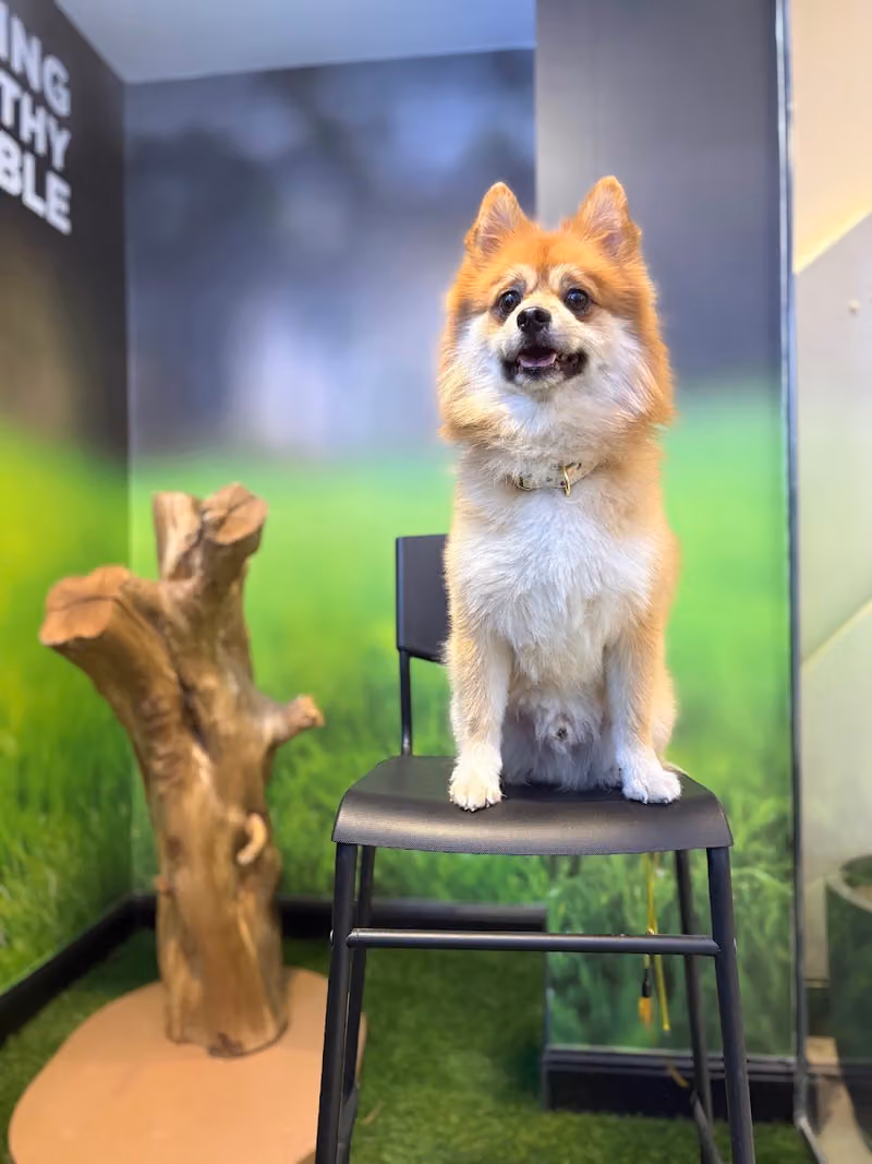 AL Mokhtassa Pet Clinic