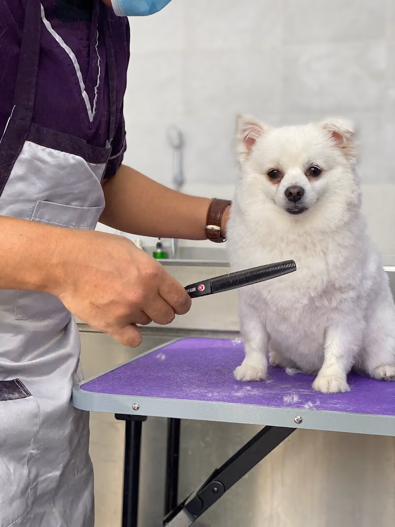 عيادة القمة التخصصي البيطرية | Top Vet Clinic