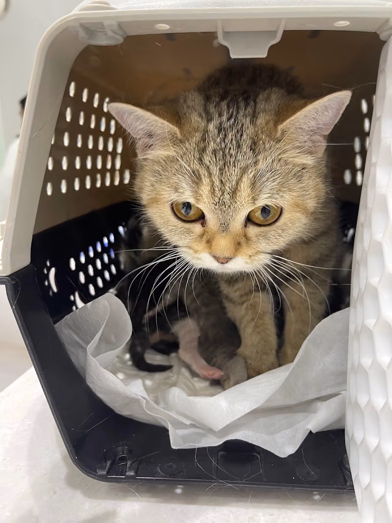 عيادة القمة التخصصي البيطرية | Top Vet Clinic