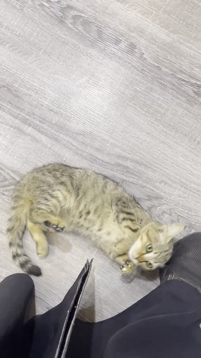 The Dreams Clinic for Pets