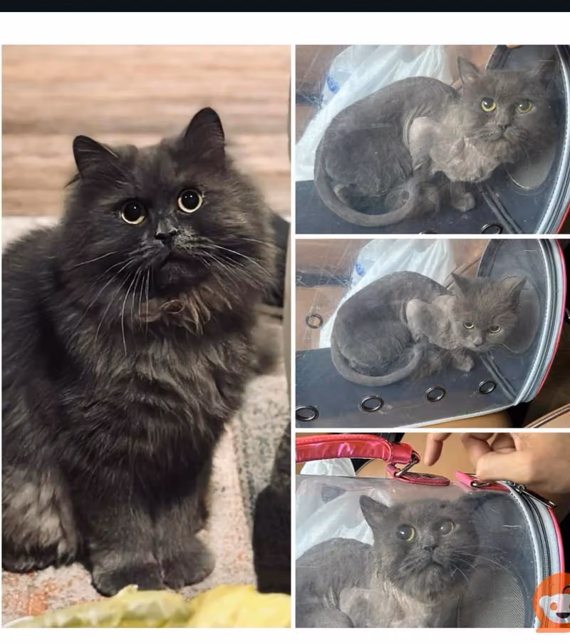 The Dreams Clinic for Pets