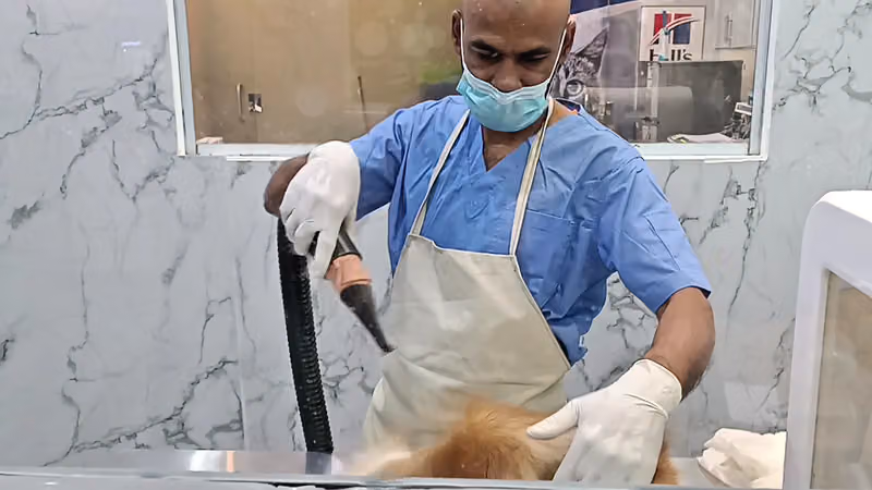 The Dreams Clinic for Pets