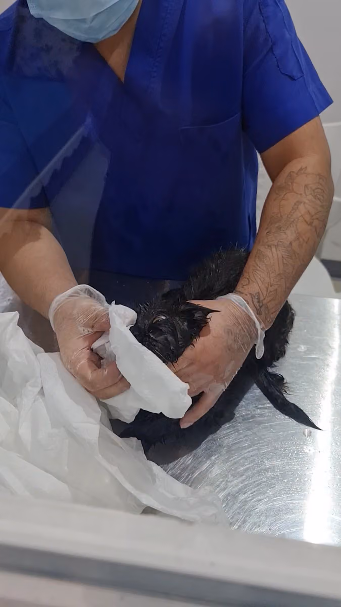 عيادة القط توم للحيوانات الأليفة | Tom Cat Pet Clinic