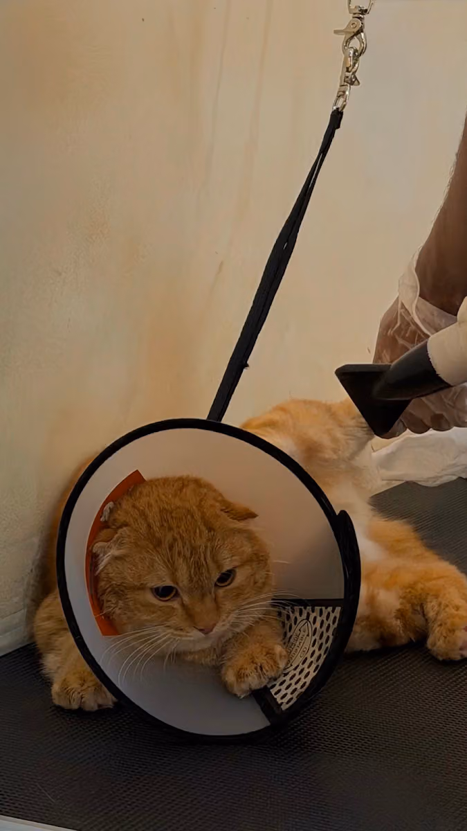 عيادة أليف المستقبل البيطرية future pet veterinary clinic