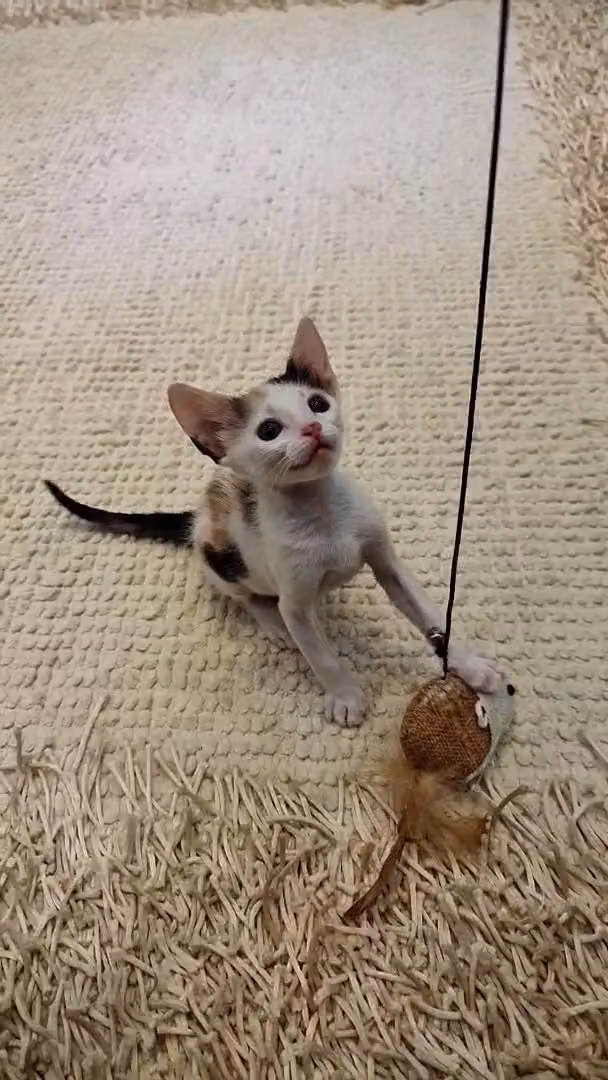 عيادة الزياد البيطرية