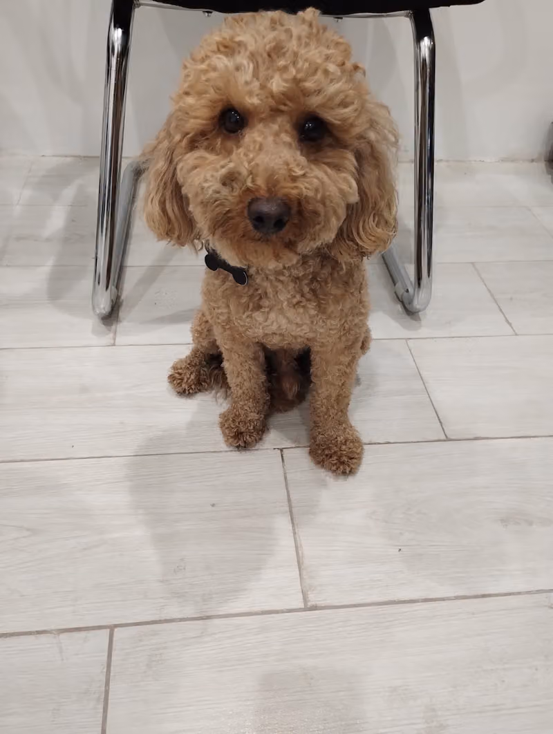 عيادة برايم سبلايز البيطرية - Prime supplies vet clinic