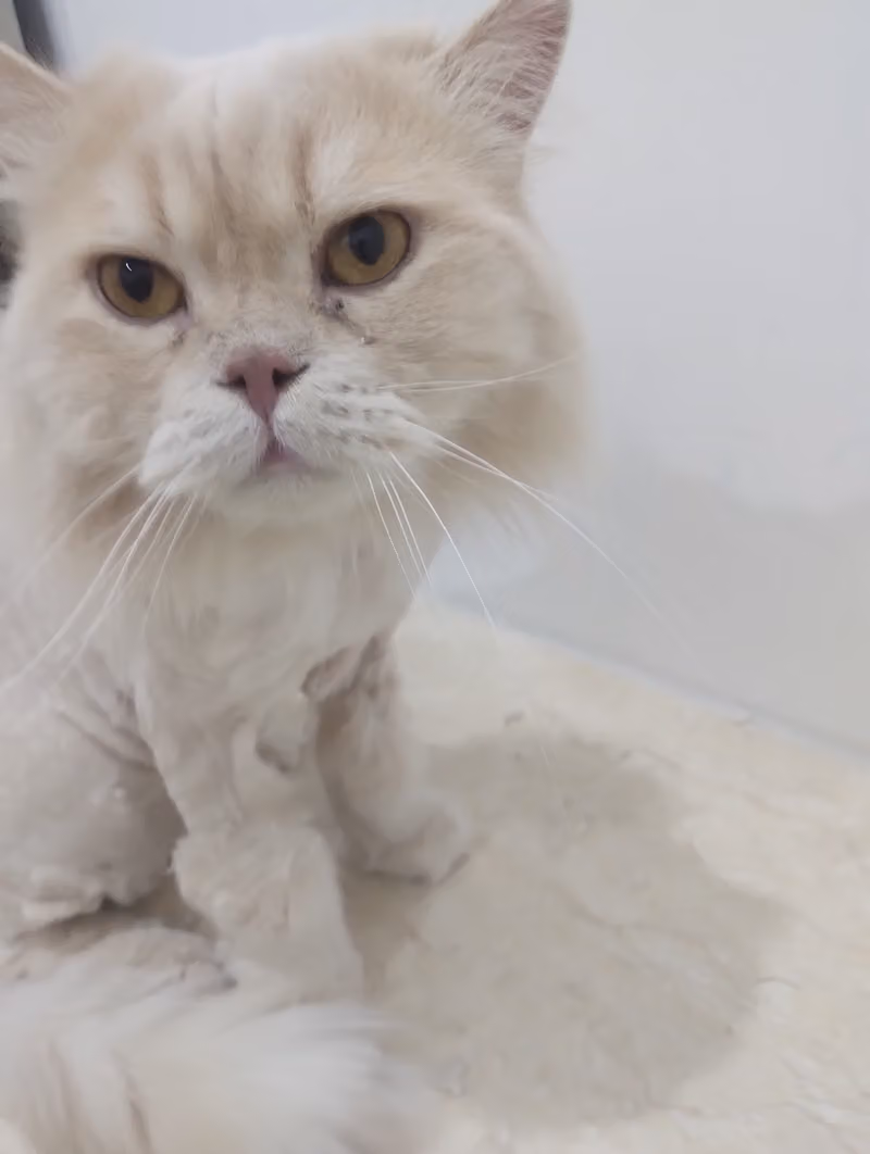 عيادة برايم سبلايز البيطرية - Prime supplies vet clinic