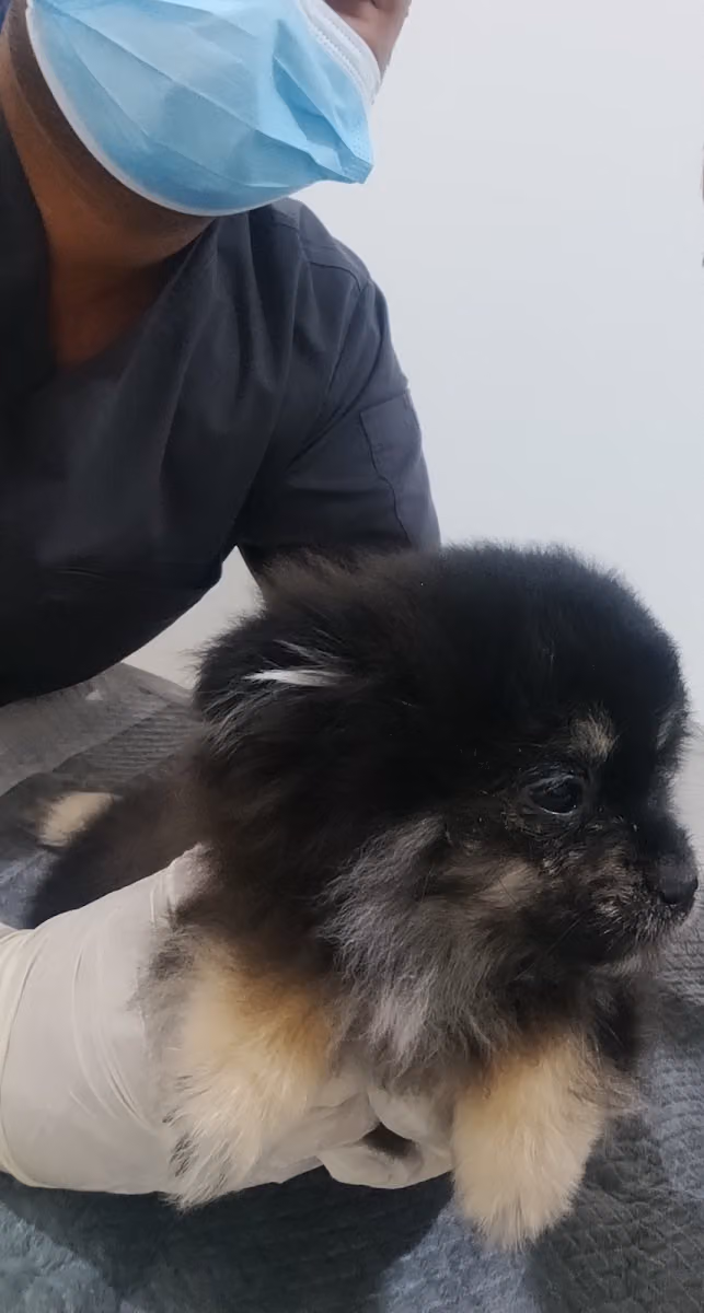 عيادة برايم سبلايز البيطرية - Prime supplies vet clinic
