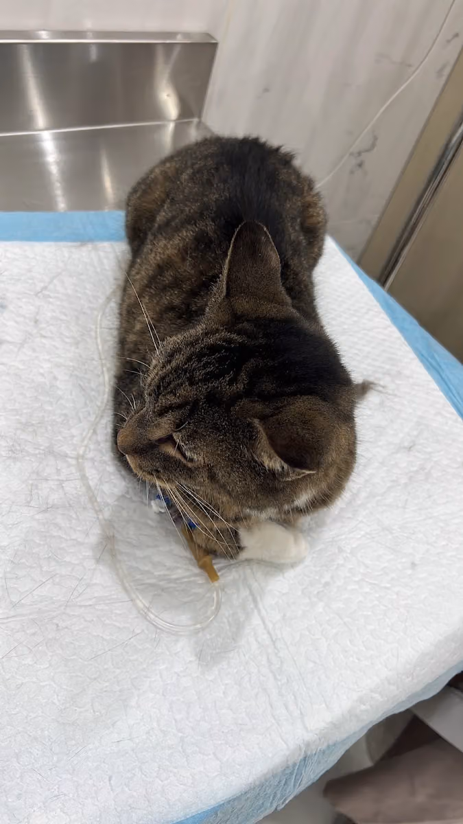 Veterinarian Pet Clinic عيادة بيطرية