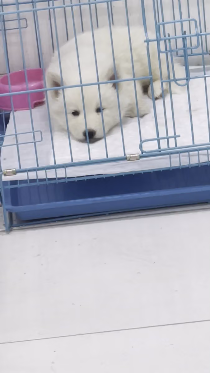 عيادة هاى فيت البيطريه Hi vet clinic