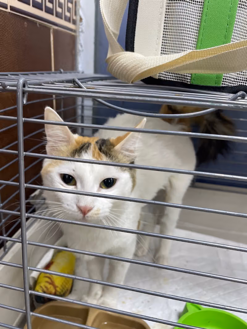 عيادة لمسة الحياة البيطرية LIFE TOUCH VET CLINIC