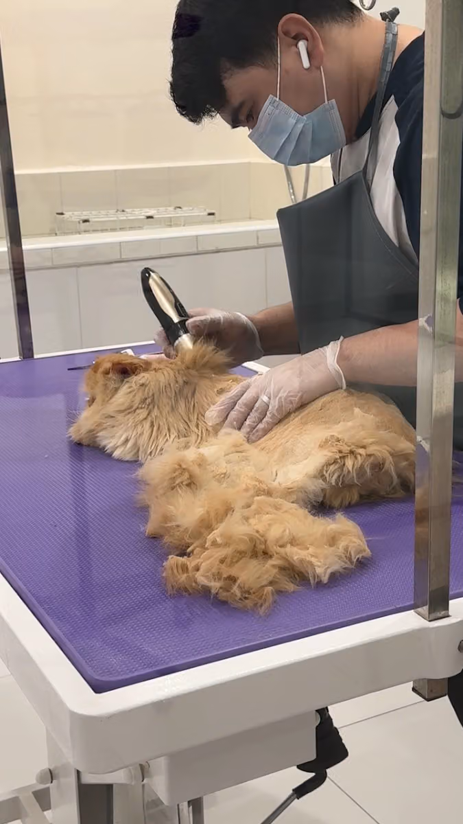 عيادة ملجأ الرياض البيطرية | Riyadh Shelter Veterinary Clinic
